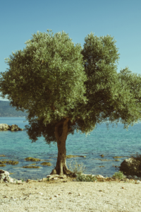 Olive Tree