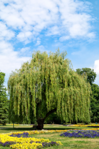 Willow tree