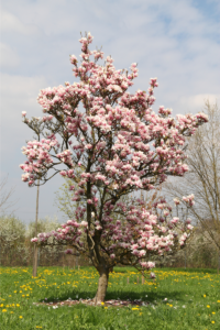 Magnolia tree